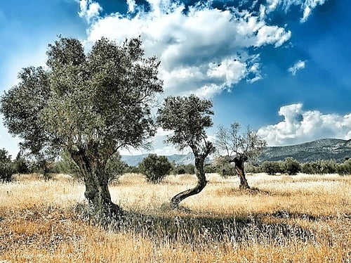 Olive Trees Olive Trees