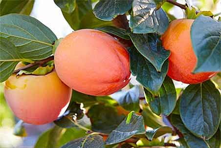 Stone Fruits Stone Fruits