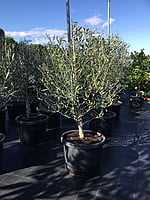 Olive Coratina Olive Coratina