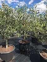 Olive Coratina Olive Coratina