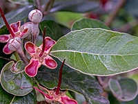 Feijoa Feijoa