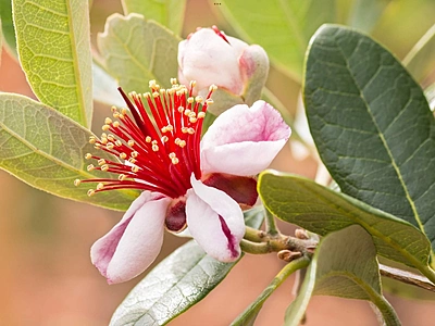Feijoa Feijoa
