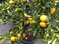 Mandarin Emperor 500MM Pot Mandarin Emperor 500MM Pot