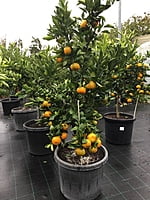Mandarin Emperor 500MM Pot Mandarin Emperor 500MM Pot