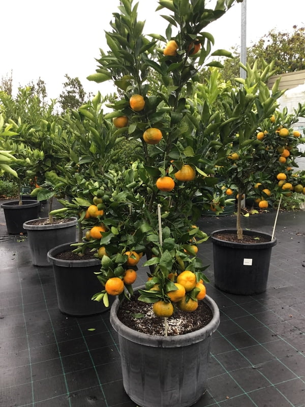 Mandarin Emperor 500MM Pot Mandarin Emperor 500MM Pot