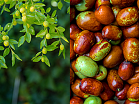 Janerik Janerik
