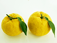 Yuzu Citrus 45 litre Yuzu Citrus 45 litre