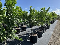 Eureka Lemon Eureka Lemon