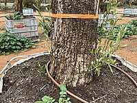 California Queen Olive Tree 1000 litre California Queen Olive Tree 1000 litre