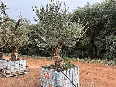 Olive Navadillo blanco 500 litres