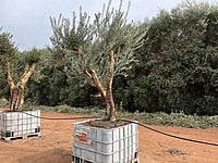 California Queen Olive Tree 1000 litre California Queen Olive Tree 1000 litre