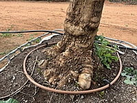 California Queen Olive Tree 1000 litre California Queen Olive Tree 1000 litre