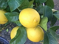 Eureka Seedless Eureka Seedless