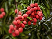 Lychee Lychee