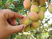 Lychee Lychee