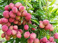 Lychee Lychee