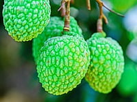 Lychee Lychee