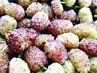 White Mulberry White Mulberry