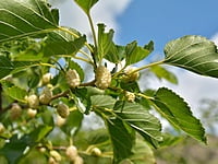 White Mulberry White Mulberry
