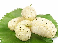 White Mulberry White Mulberry