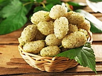 White Mulberry White Mulberry