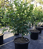 Eureka Lemon Eureka Lemon