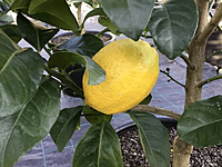 Eureka Lemon Eureka Lemon