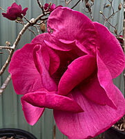 Magnolia Felix Magnolia Felix