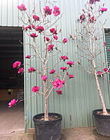 Magnolia Felix Magnolia Felix
