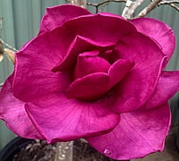 Magnolia Felix Magnolia Felix