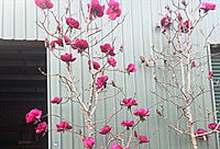 Magnolia Felix Magnolia Felix