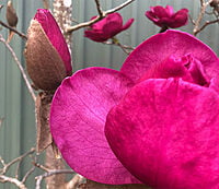 Magnolia Felix Magnolia Felix
