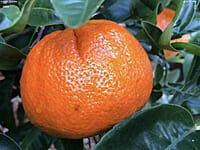 Mandarin Afourer Mandarin Afourer