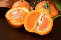 Sumo Citrus Mandarin Sumo Citrus Mandarin