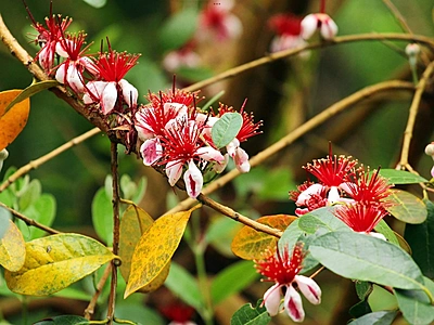 Feijoa Feijoa