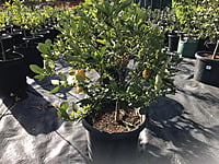 Washington Navel Orange Washington Navel Orange